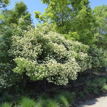 Viburnum dentatum - 'Autumn Jazz®' Arrowwood Viburnum