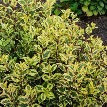 Weigela florida - Rainbow Sensation™