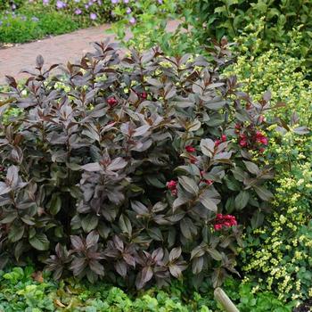 Weigela florida - Shining Sensation™