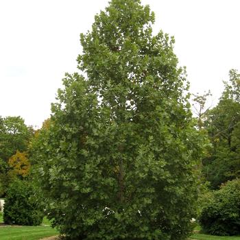 Platanus x acerifolia - 'Exclamation!&trade;' London Planetree