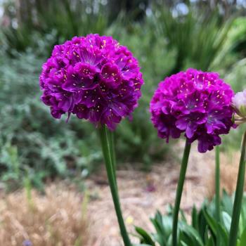 Armeria pseudarmeria (Thrift, Sea Pinks) - Dreameria® 'Vivid Dreams'