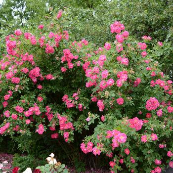 Rosa - 'John Cabot' Climbing Rose