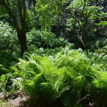 Matteuccia struthiopteris - Fern-Ostrich