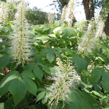 Aesculus parviflora - Bottlebrush Buckeye