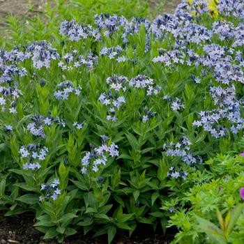 Amsonia - 'Blue Ice' Blue Star