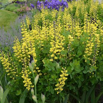 Baptisia (False Indigo) - Decadence® 'Lemon Meringue'