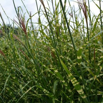 Miscanthus sinensis - 'Zebrinus' Zebra Grass