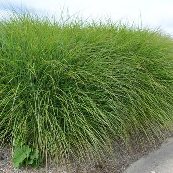 Miscanthus sinensis - 'Gracillimus' Ornamental Grass