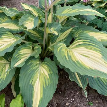 Hosta (Hosta, Plantain Lily) - Shadowland&reg; 'Love Story'