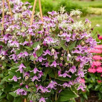 Clematis - 'Stand By Me Pink' Bush Clematis