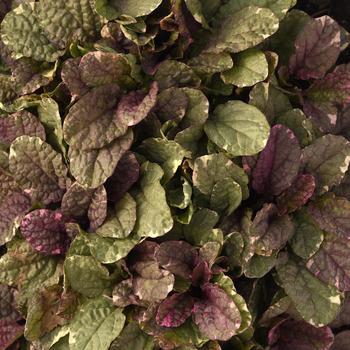 Ajuga reptans - 'Burgundy Glow' Bugleweed