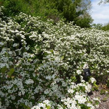 Aronia melanocarpa - 'Iroquois Beauty' Black Chokeberry