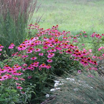 Echinacea purpurea - 'PowWow Wild Berry' Coneflower