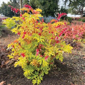 Dicentra spectabilis - 'Ruby Gold' Bleeding Hearts