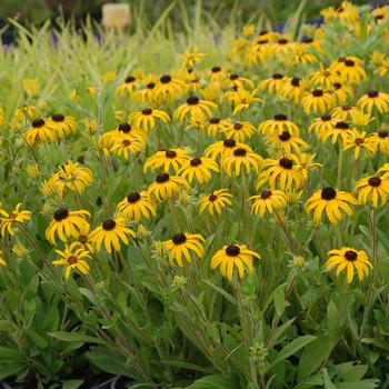 Rudbeckia - 'American Gold Rush' Black Eyed Susan