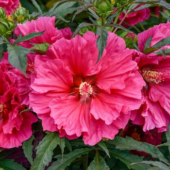 Hibiscus - 'Watermelon Ruffles' Rose Mallow