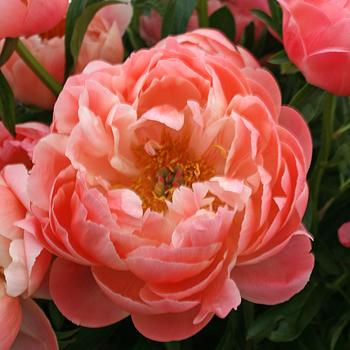 Paeonia - 'Coral Sunset' Peony