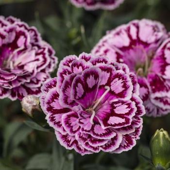 Dianthus (Pinks) - Constant Beauty® 'Crush Cherry'