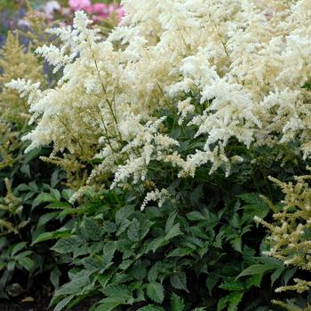 Astilbe rhizomatous - 'Deutschland' False Spirea