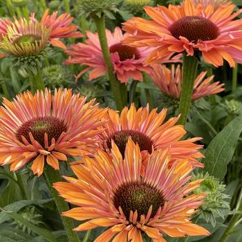 Echinacea - 'Sunseekers Rainbow' Coneflower