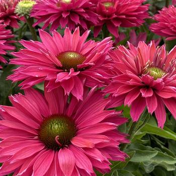 Echinacea - 'SunSeekers Sweet Fuchsia' Coneflower