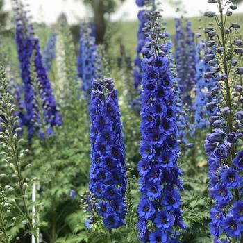 Delphinium - 'Blue Buccaneers' New Zealand Delphinium