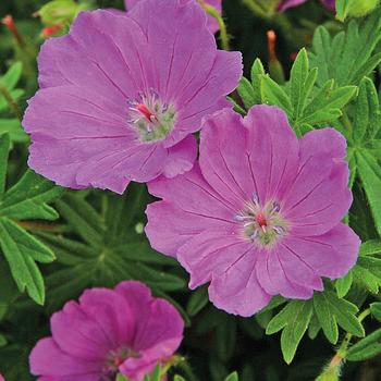 Geranium sanguineum - 'Max Frei' Bloody Cranesbill