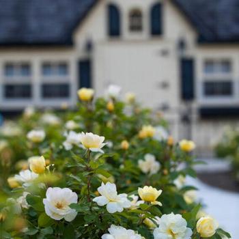 Rosa (Shrub Rose) - Knock Out® Sunny