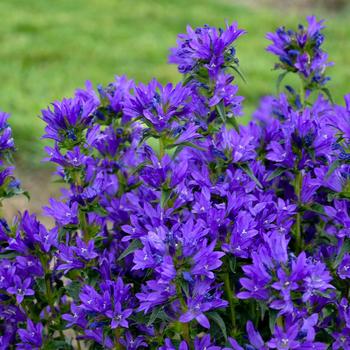 Campanula glomerata - 'Bells and Whistles' Clustered Bellflower