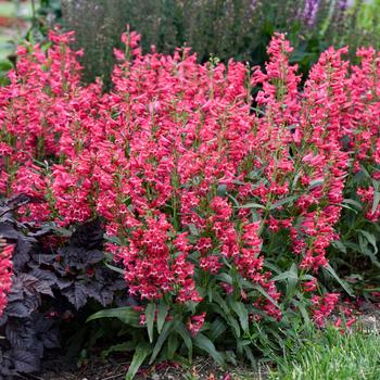 Penstemon barbatus (Bearded Penstemon) - Bejeweled™ 'Rose Rhinestones' 