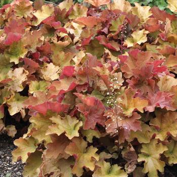 Heuchera - 'Caramel' Coral Bells