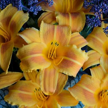 Hemerocallis - 'Rocket City' Daylily