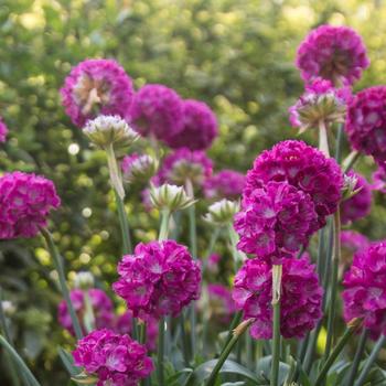 Armeria pseudarmeria (Thrift, Sea Pinks) - Dreameria® 'Dream Weaver'