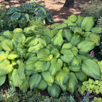 Hosta - 'Stained Glass' Hosta, Plantain Lily