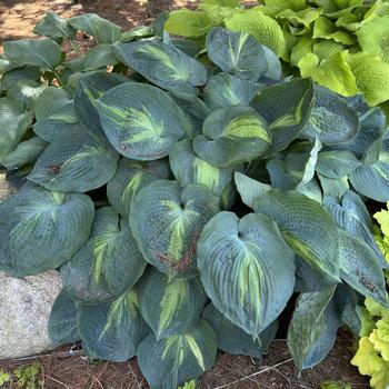 Hosta - Shadowland® 'Hudson Bay'