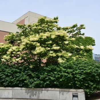 Syringa reticulata - Japanese Tree Lilac