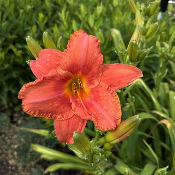 Hemerocallis - 'South Seas' Daylily