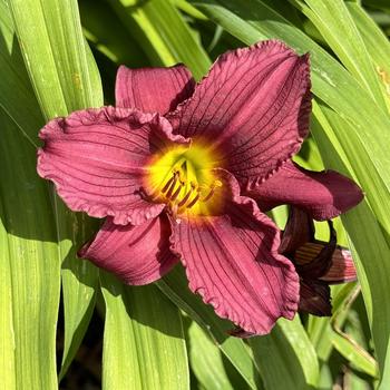 Hemerocallis - 'Little Grapette' Daylily