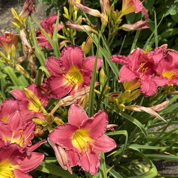 Hemerocallis (Daylily) - Happy Ever Appster™ 'Romantic Returns'