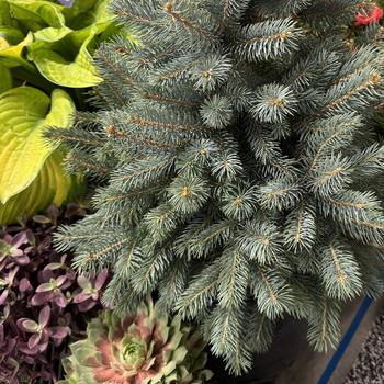 Picea pungens - Baby Blue® Colorado Blue Spruce