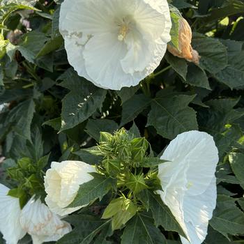 Hibiscus moscheutos - 'Marshmallow Moon' Rose-mallow