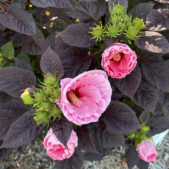 Hibiscus (Rose Mallow) - Summerific® 'Edge of Night'