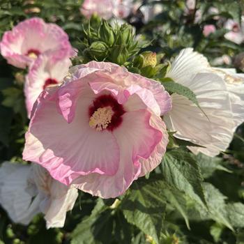 Hibiscus (Rose Mallow) - Summerific® 'Ballet Slippers'