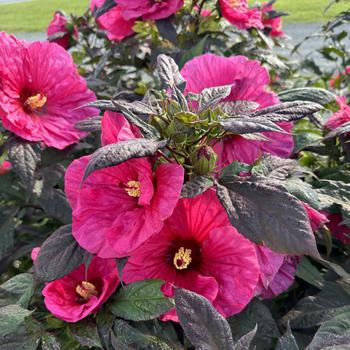 Hibiscus (Rose Mallow) - Summerific® 'Evening Rose'