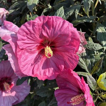 Hibiscus (Rose Mallow) - Summerific® 'Berry Awesome'