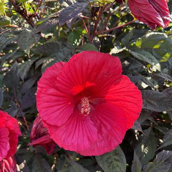 Hibiscus - 'Midnight Marvel' Rose Mallow