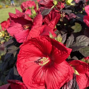 Hibiscus (Rose Mallow) - Summerific® 'Holy Grail'