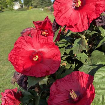 Hibiscus (Rose Mallow) - Summerific® 'Valentine's Crush'