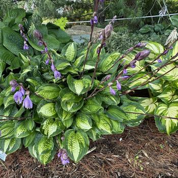 Hosta - 'Island Breeze' Hosta, Plantain Lily