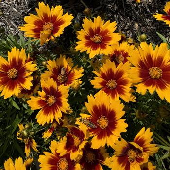 Coreopsis (Tickseed) - UpTick™ 'Gold & Bronze'